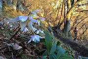 81 Ellebori in fiore